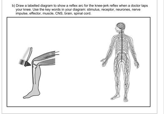 Patellar Reflex Arc Diagram Labeled