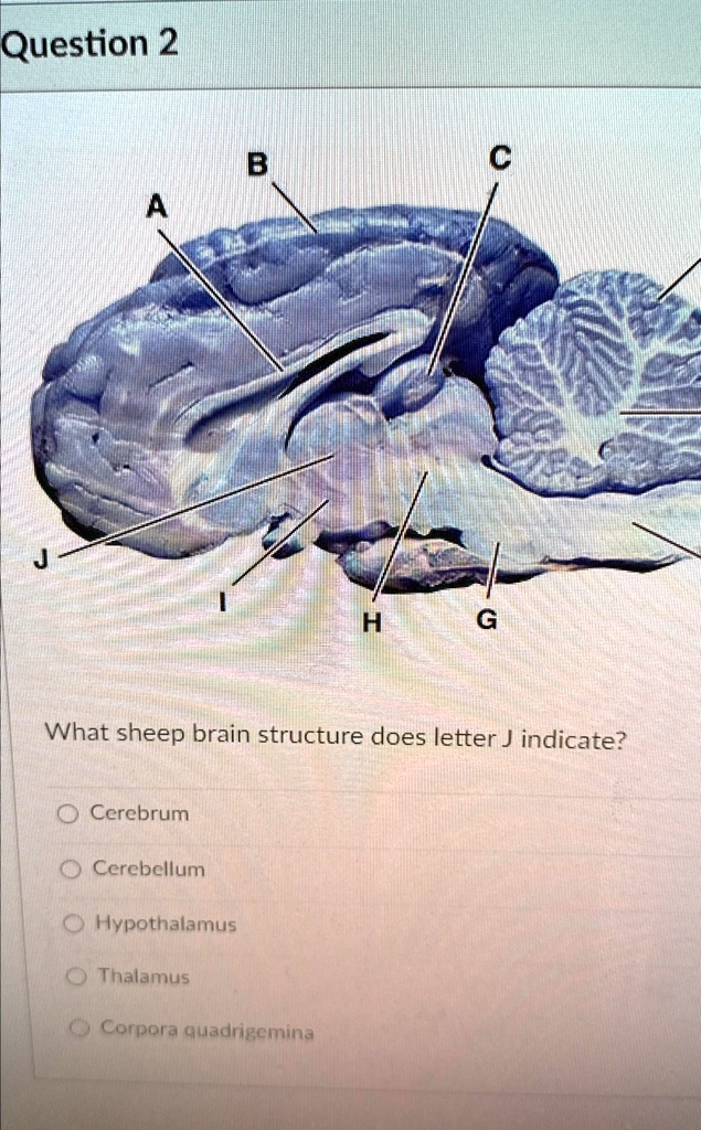 Solved Question What Sheep Brain Structure Does Letter J Indicate