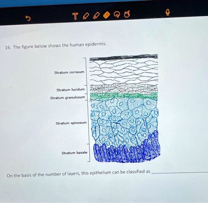 9 6 1 16. The figure below shows the human epidermis. Stratum corneum ...