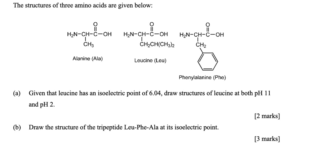 The structures of three amino acids are given below:
Alanine (Ala)
Leucine (Leu)
Phenylalanine (Phe)
(a) Given that leucine has an isoelectric point of 6.04, draw structures of leucine at both pH 11 and pH 2.
[2 marks]
(b) Draw the structure of the tripeptide Leu-Phe-Ala at its isoelectric point.
[3 marks]