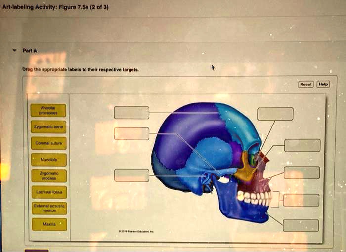 Solved Art Labeling Activity Figure 75a 2 Of 3 Part A Drag The Appropriate Labels To Their