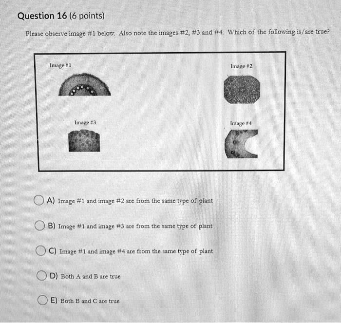 Question 16 (6 points)
Please observe image #1 below. Also note the images #2, #3 and #4. Which of the following is/are true?
Image #1
Image #2
Image #3
Image #4
A) Image #1 and image #2 are from the same type of plant
B) Image #1 and image #3 are from the same type of plant
C) Image #1 and image #4 are from the same type of plant
D) Both A and B are true
E) Both B and C are true