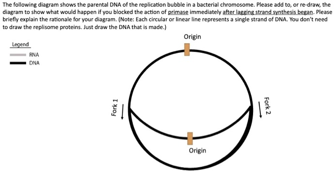 Solved The Following Diagram Shows The Parental Dna Of The Replication Bubble In Bacterial