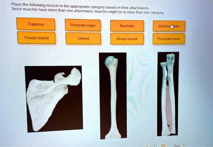 flace the following muscle in the appropriate since muscles have morc ...