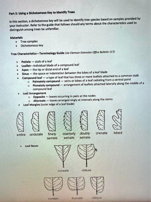 Part 3 Using A Dichotomous Key To Identify Trees In This 