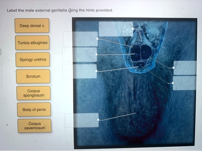 Label the male external genitalia using the hints provided.
Deep dorsal v.
Tunica albuginea
Spongy urethra
Scrotum
Corpus spongiosum
Body of penis
Corpus cavernosum