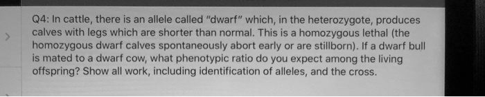 q4 in cattle there is an allele called dwarf which in the heterozygote produces calves with legs which are shorter than normal this is homozygous lethal the homozygous dwarf calves spontaneo 53338