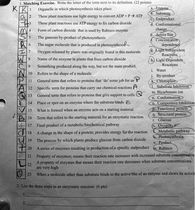 1. Matching Exercise. Write the letter of the term next to its definition. (22 points)
1 Organelle in which photosynthesis takes place
2 These plant reactions use light energy to convert ADP + P ? ATP
3 These plant reactions use ATP energy to fix carbon dioxide
4 Form of carbon dioxide that is used by Rubisco enzyme
5 The gaseous by-product of photosynthesis
6 The sugar molecule that is produced in photosynthesis
7 Oxygen released by plants was originally found in this molecule
8 Name of the enzyme in plants that fixes carbon dioxide
9 Something produced along the way, but not the main product
10 Refers to the shape of a molecule
11 General term that refers to proteins that 'do' some job for us
12 Specific term for proteins that carry out chemical reactions
13 General term that refers to proteins that give support to cells
14 Place or spot on an enzyme where the substrate binds
15 What is formed when an enzyme acts on a starting material
16 Term that refers to the starting material for an enzymatic reaction
17 Final product of a metabolic/biochemical pathway
18 A change in the shape of a protein; provides energy for the reaction
19 The process by which plants produce glucose from carbon dioxide
20 A series of enzymes resulting in production of a specific endproduct
21 Property of enzymes; means their reaction rate increases with increased substrate concentration
22 A property of enzymes that means their reaction rate decreases when substrate concentrations are very high
23 When a molecule other than substrate binds to the active site of an enzyme and slows its activity

a. Enzyme
b. Substrate
c. Endproduct
d. Conformational change
e. Active Site
f. Concentration dependency
g. Light Independent Reactions
h. Light Dependent Reactions
i. Water
j. By-product
k. Chloroplast
l. Substrate Inhibition
m. Bicarbonate ion
n. Conformation
o. Competitive Inhibition
p. Functional protein
q. Structural protein
r. Glucose
s. Oxygen
t. Metabolic pathway
u. Photosynthesis
v. Product
w. Rubisco

2. List the three steps in an enzymatic reaction: (6 pts)