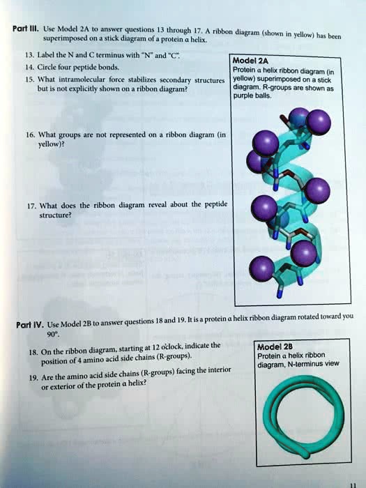 II. Use Model 2A to answer questions 13 through 17. A ribbon diagram ...