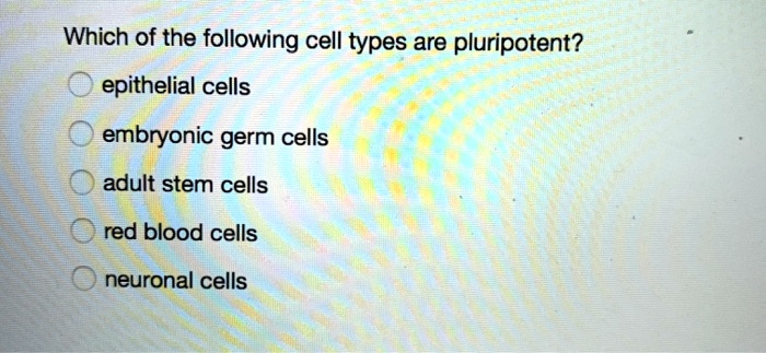 Which of the following cell types are pluripotent?

epithelial cells

embryonic germ cells

adult stem cells

red blood cells

neuronal cells