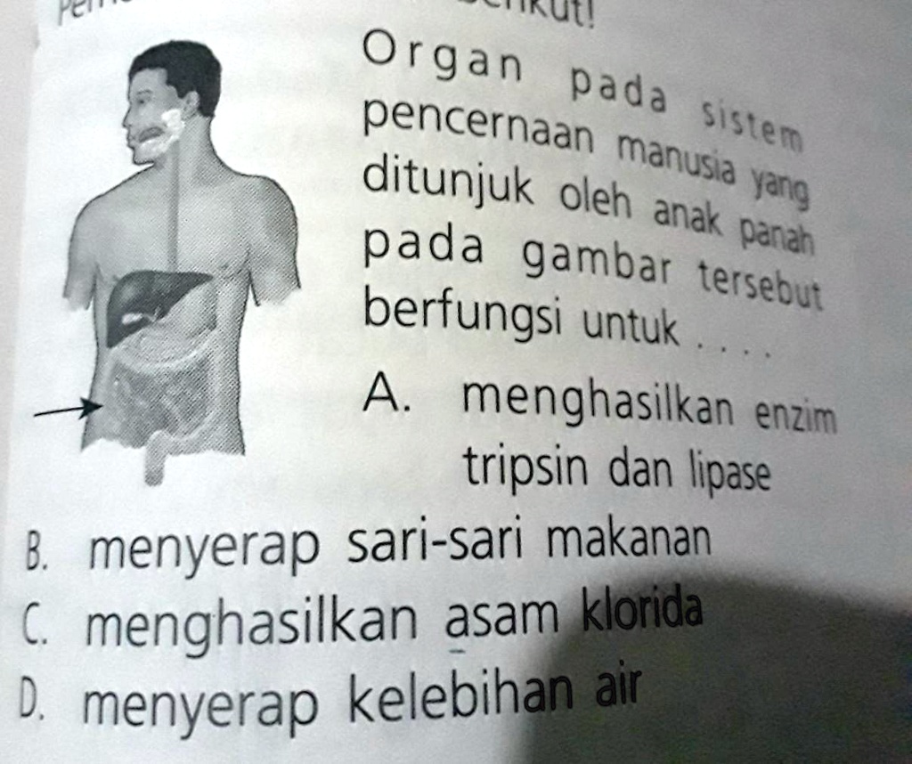 SOLVED: Organ Pada Sistem Pencernaan Manusia Yang Ditunjuk Oleh Anak ...