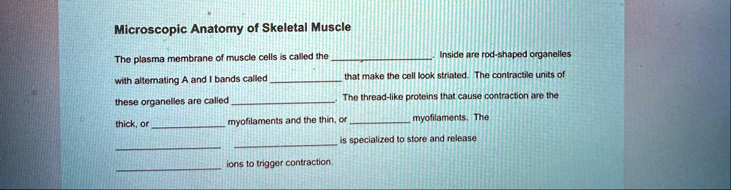 microscopic anatomy of skeletal muscle the plasma membrane of muscle cells is called the  inside are rod shaped organelles with alternating a and i bands called   89756