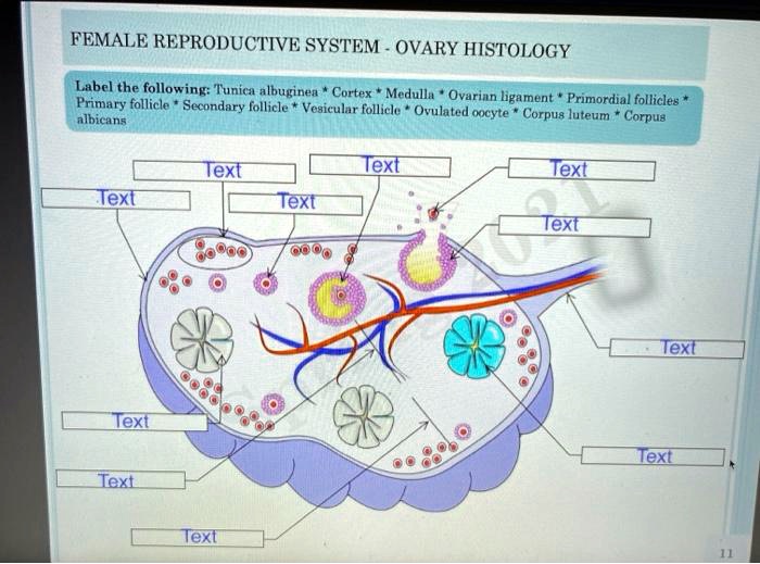 FEMALE REPRODUCTIVE SYSTEM - OVARY HISTOLOGY Label the following ...