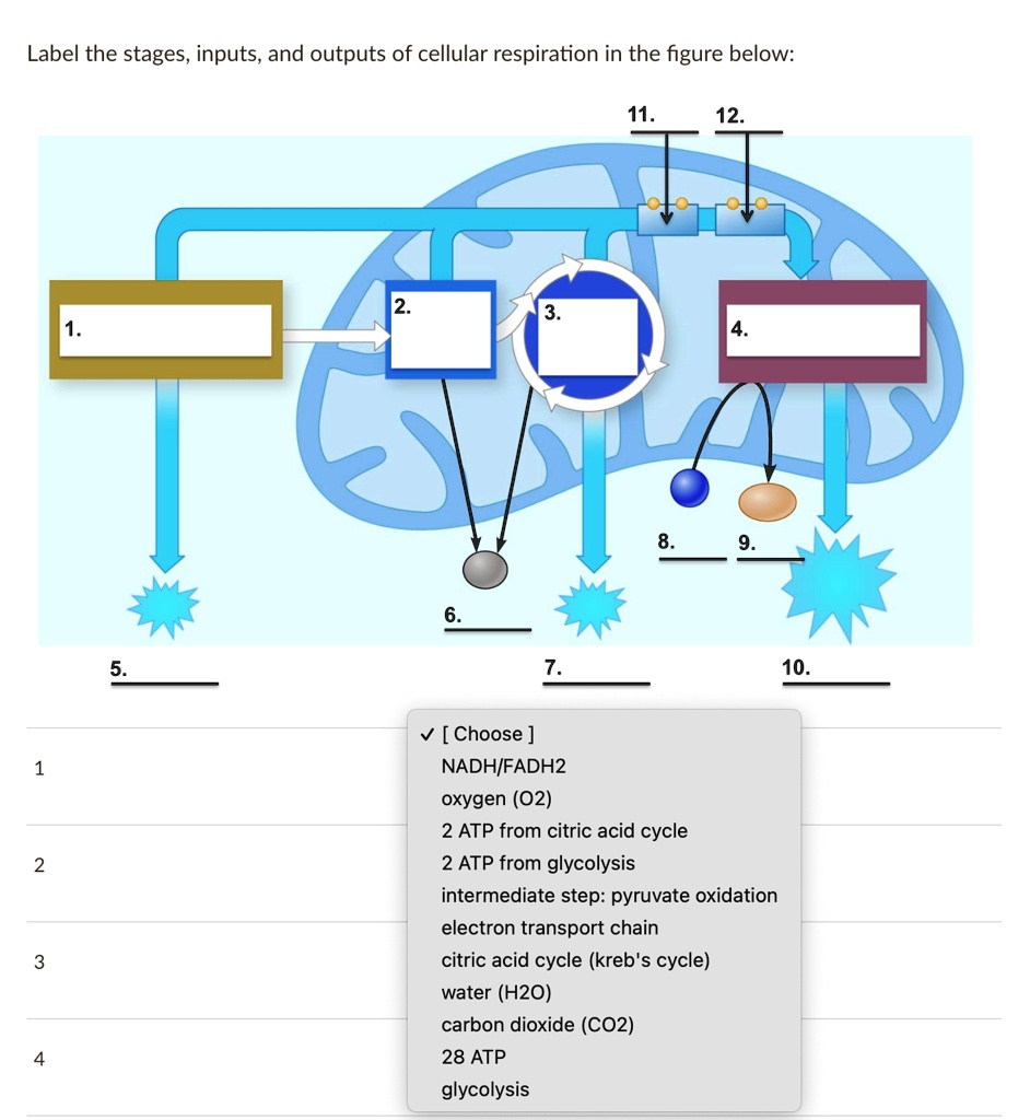 Solved texts label the stages inputs and outputs of cellular