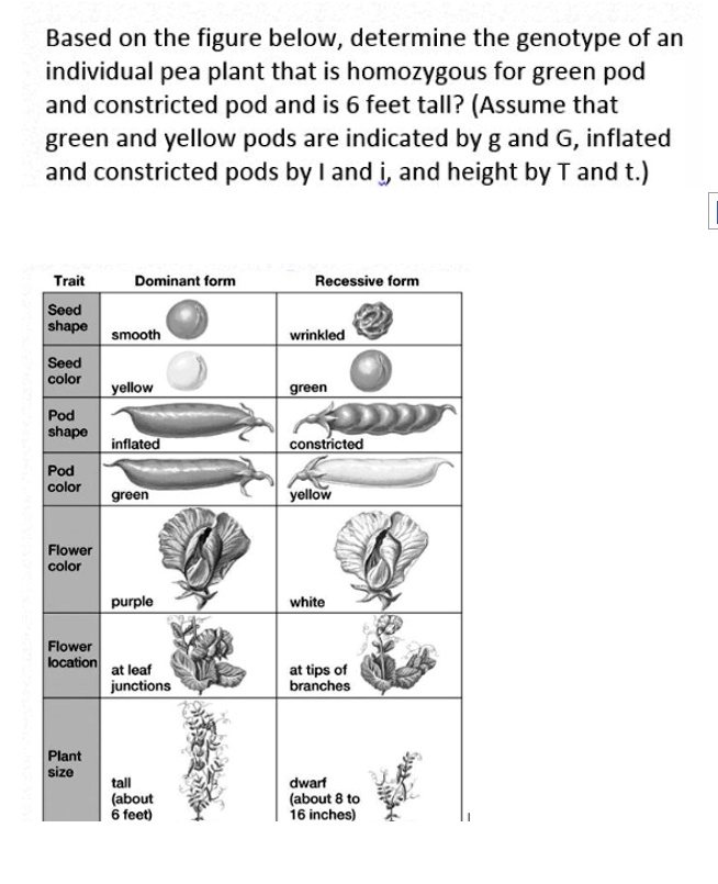 SOLVED: Texts: Based on the figure below, determine the genotype of an ...