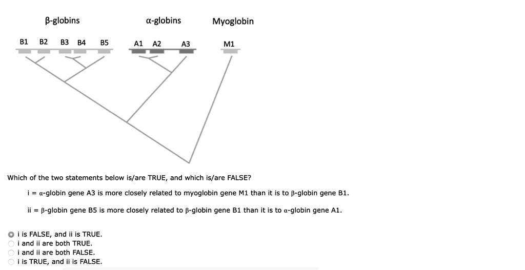 ?-globins
?-globins
Myoglobin
B1 B2 B3 B4 B5
A1 A2 A3 M1
Which of the two statements below is/are TRUE, and which is/are FALSE?
i = ?-globin gene A3 is more closely related to myoglobin gene M1 than it is to ?-globin gene B1.
ii = ?-globin gene B5 is more closely related to ?-globin gene B1 than it is to ?-globin gene A1.
? i is FALSE, and ii is TRUE.
? i and ii are both TRUE.
? i and ii are both FALSE.
? i is TRUE, and ii is FALSE.