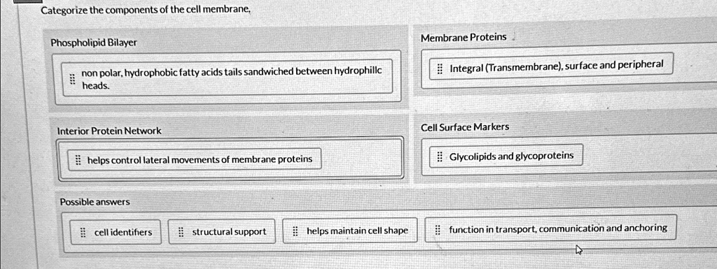 Categorize the components of the cell membrane,
Phospholipid Bilayer
non polar, hydrophobic fatty acids tails sandwiched between hydrophillc
heads.
Membrane Proteins
Integral (Transmembrane), surface and peripheral
Interior Protein Network
helps control lateral movements of membrane proteins
Cell Surface Markers
Glycolipids and glycoproteins
Possible answers
cell identifiers
structural support
helps maintain cell shape
function in transport, communication and anchoring