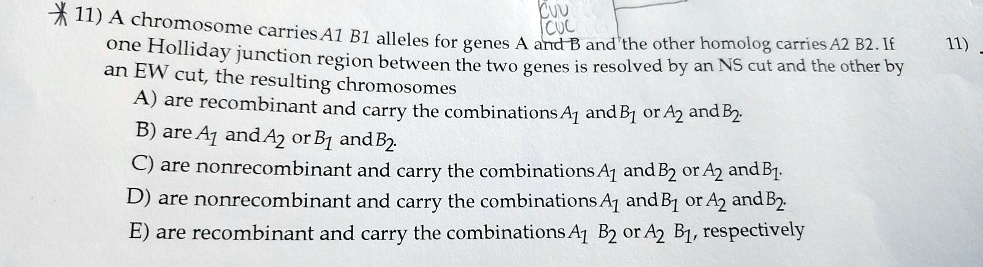 11) A chromosome carries A1 B1 alleles for genes A and B and the other homolog carries A2 B2. If one Holliday junction region between the two genes is resolved by an NS cut and the other by an EW cut, the resulting chromosomes
A) are recombinant and carry the combinations A1 and B1 or A2 and B2.
B) are A1 and A2 or B1 and B2.
C) are nonrecombinant and carry the combinations A1 and B2 or A2 and B1.
D) are nonrecombinant and carry the combinations A1 and B1 or A2 and B2.
E) are recombinant and carry the combinations A1 B2 or A2 B1, respectively