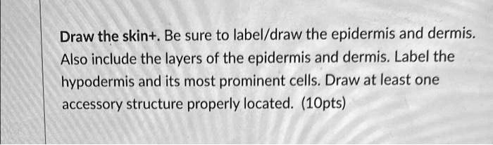 Solved: Draw The Skin. Be Sure To Label Draw The Epidermis And Dermis 