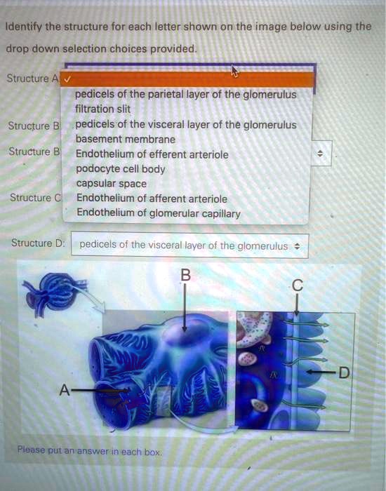 Solved Identify The Structure For Each Letter Shown On The Image Below Using The Drop Down