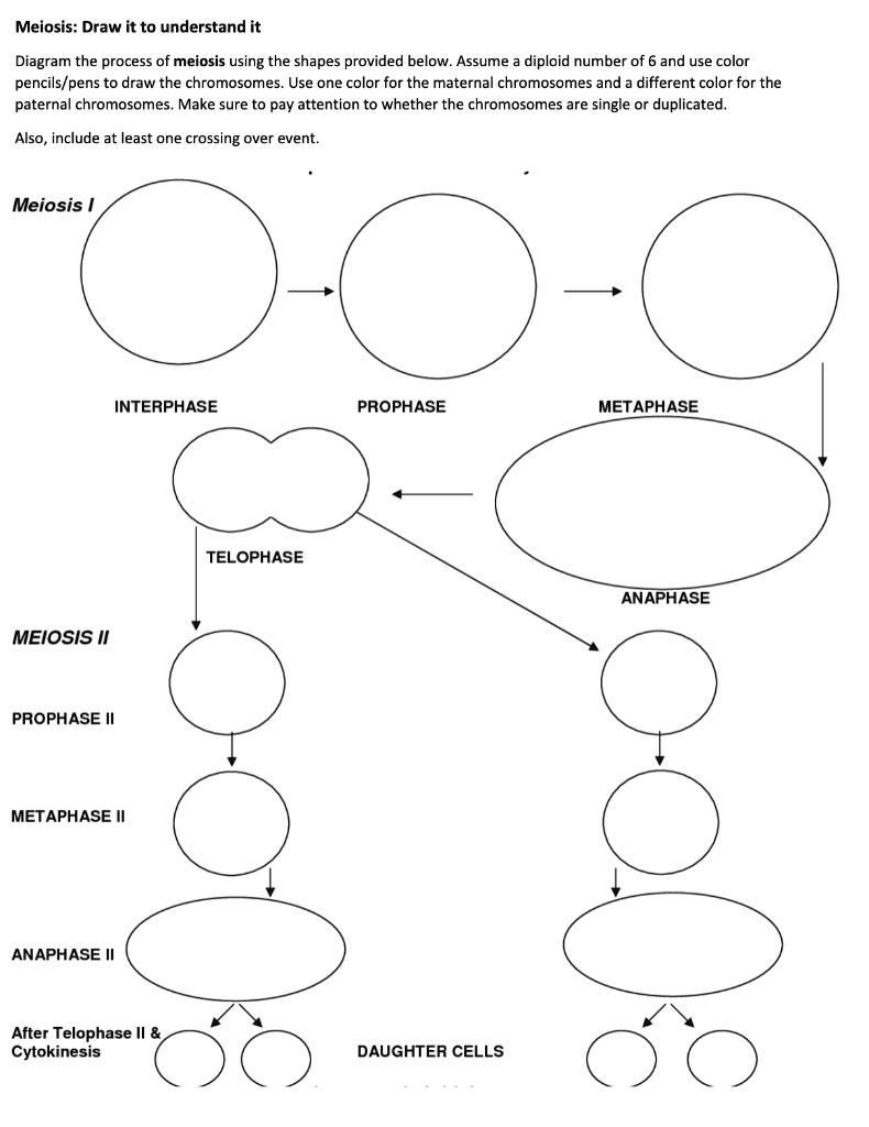 SOLVED: Meiosis: Draw it to understand it Diagram the process of ...