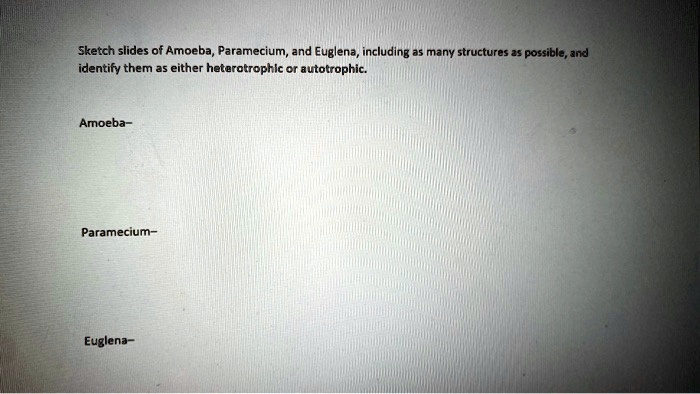 Sketch slides of Amoeba, Paramecium, and Euglena, including as many structures as possible, and
identify them as either heterotrophic or autotrophic.
Amoeba-
Paramecium-
Euglena-