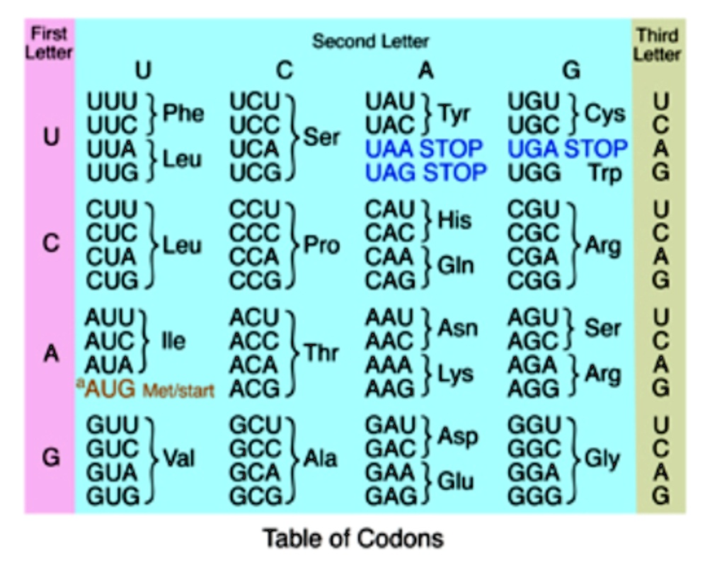 SOLVED: 1. Understanding the genetic code is the set of rules by which ...