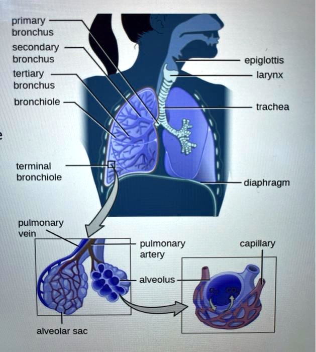 primary bronchus secondary bronchus tertiary bronchus bronchiole ...