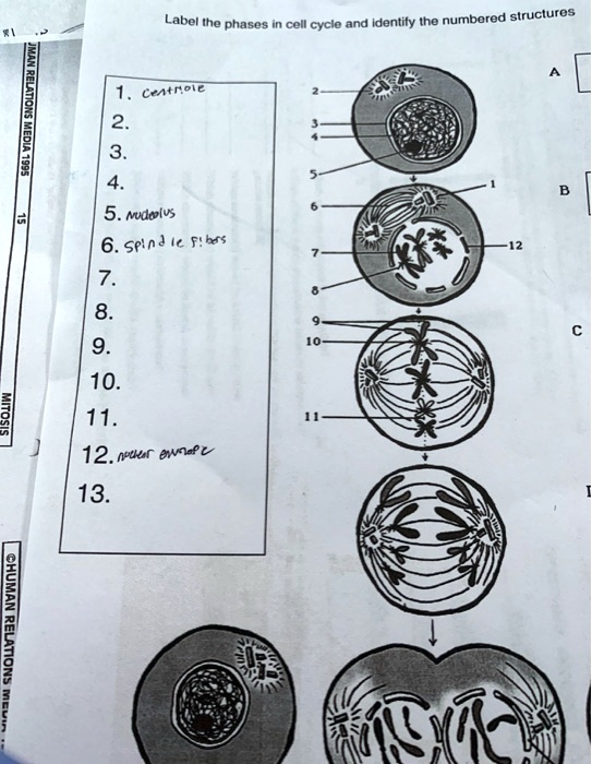 SOLVED: Label the phases of the cell cycle and identify the numbered ...