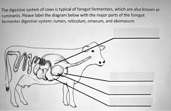 solved-the-digestive-system-of-cows-is-typical-of-foregut-fermenters