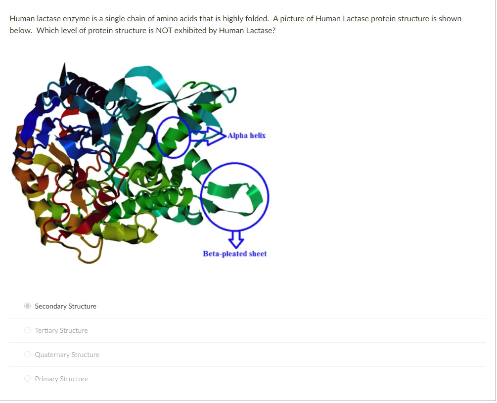 SOLVED Human lactase enzyme is a single chain of amino acids that is