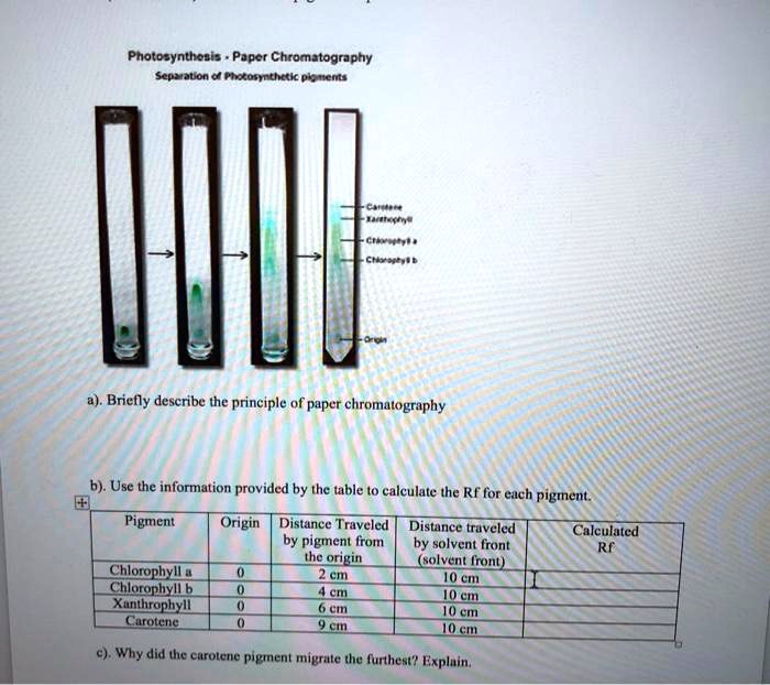 SOLVEDPhotoeynthonia Papcr Chromatography Quon Knnedut a) . Brielly