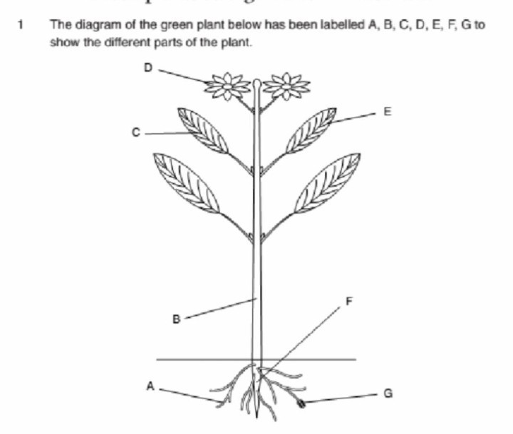 1 The diagram of the green plant below has been labelled A, B, C, D, E ...