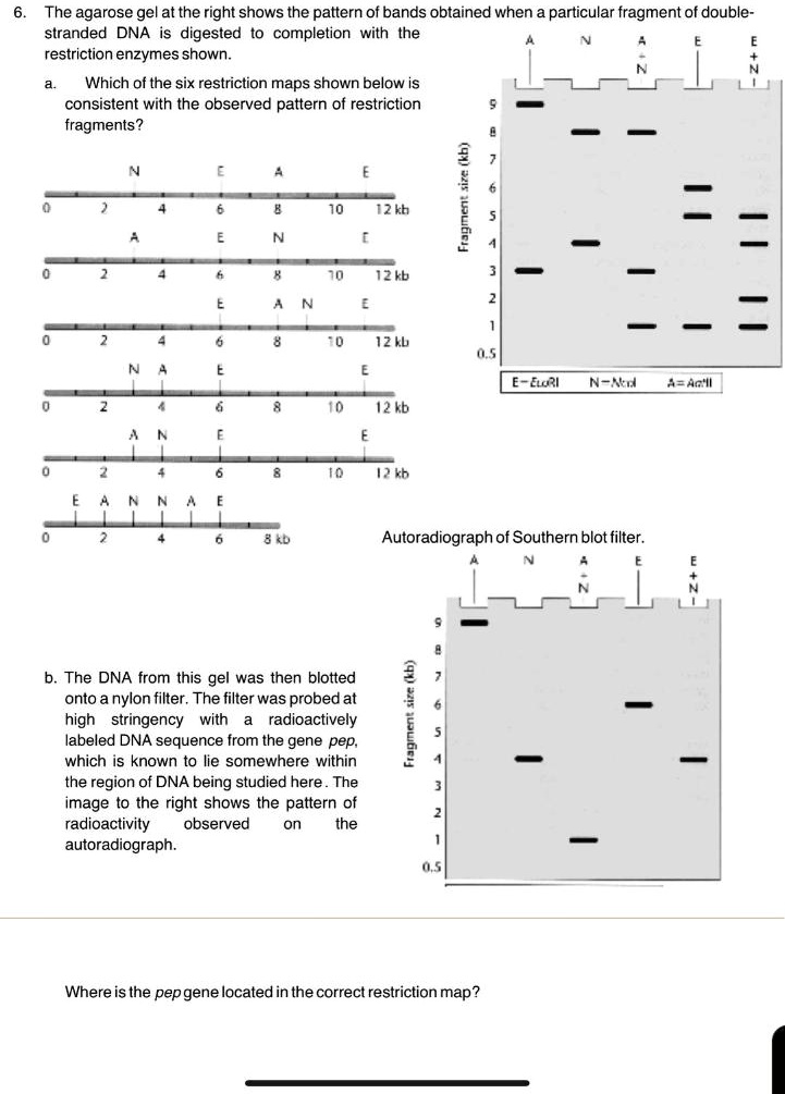 6. The agarose gel at the right shows the pattern of bands obtained when a particular fragment of double-stranded DNA is digested to completion with the restriction enzymes shown.
a. Which of the six restriction maps shown below is consistent with the observed pattern of restriction fragments?
N E A E
0 2 4 6 8 10 12 kb
A E N E
0 2 4 6 8 10 12 kb
E A N E
0 2 4 6 8 10 12 kb
N A E E
0 2 4 6 8 10 12 kb
A N E E
0 2 4 6 8 10 12 kb
E A N N A E
0 2 4 6 8 kb
Fragment size (kb)
9 8 7 6 5 4 3 2 1 0.5
A N A+N E E+N
E=EcoRI N=NotI A=AatII
Autoradiograph of Southern blot filter.
b. The DNA from this gel was then blotted onto a nylon filter. The filter was probed at high stringency with a radioactively labeled DNA sequence from the gene pep, which is known to lie somewhere within the region of DNA being studied here. The image to the right shows the pattern of radioactivity observed on the autoradiograph.
Fragment size (kb)
9 8 7 6 5 4 3 2 1 0.5
A N A+N E E+N
Where is the pep gene located in the correct restriction map?
