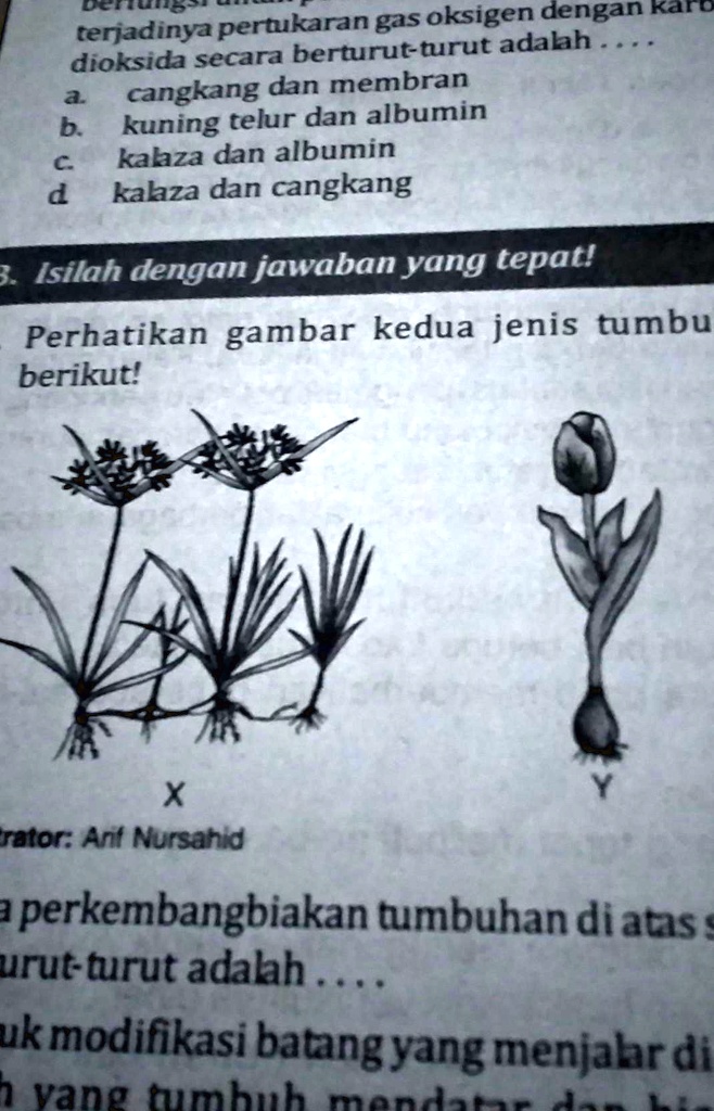 Solved 1 Perhatikan Gambar Kedua Jenis Tumbuhanberikutxcara Perkembangbiakan Tumbuhan Di Atas 4793