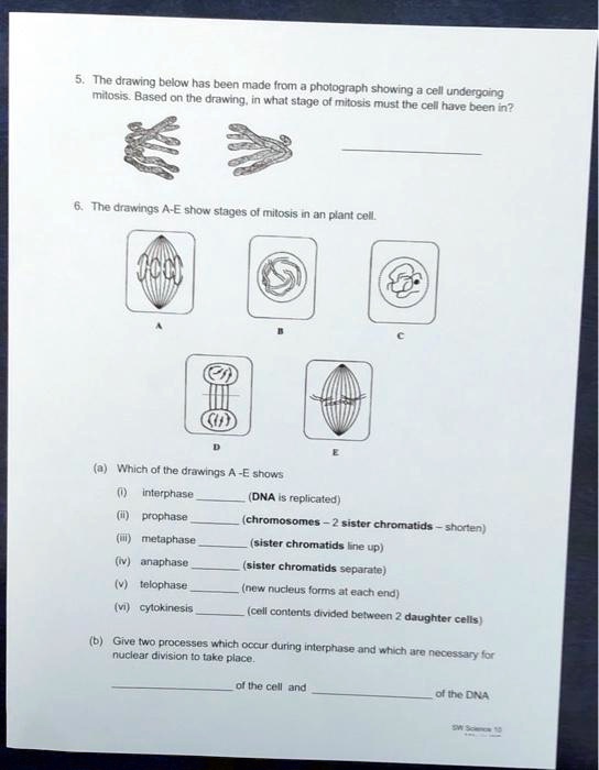 SOLVED: The drawing below has been made from a photograph showing ...