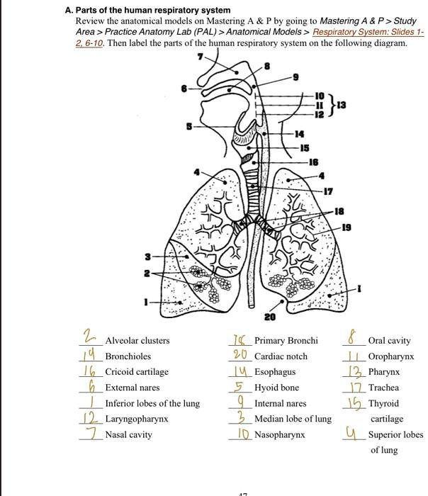 Nasopharynx Model Labeled