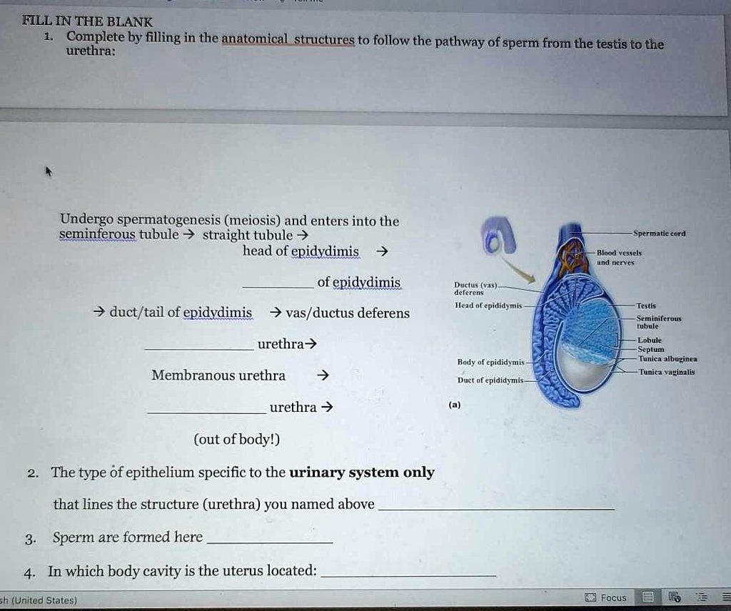 SOLVED: FILL IN THE BLANK 1. Complete by filling in the anatomical ...