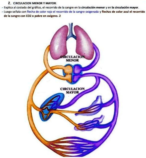 SOLVED: 2. circulación menor y mayor: Ver la imagen por favor ...