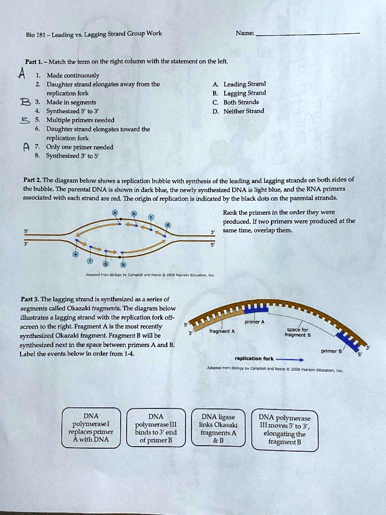 lagging-strand-synthesis-and-genomic-stability-intechopen