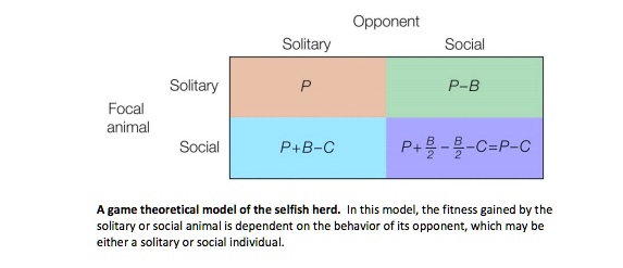 Opponent
Solitary
Social
Solitary
Focal animal
Social
P
P-B
P+B-C
P+B/2-B/2-C=P-C
A game theoretical model of the selfish herd. In this model, the fitness gained by the solitary or social animal is dependent on the behavior of its opponent, which may be either a solitary or social individual.