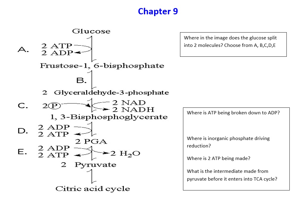 Chapter 9
Glucose
A. 2 ATP
2 ADP
Fructose-1, 6-bisphosphate
B.
2 Glyceraldehyde-3-phosphate
C. 2 P 2 NAD
2 NADH
1, 3-Bisphosphoglycerate
D. 2 ADP
2 ATP
2 PGA
E. 2 ADP
2 ATP 2 H2O
2 Pyruvate
Citric acid cycle
Where in the image does the glucose split into 2 molecules? Choose from A, B, C, D, E
Where is ATP being broken down to ADP?
Where is inorganic phosphate driving reduction?
Where is 2 ATP being made?
What is the intermediate made from pyruvate before it enters into TCA cycle?
