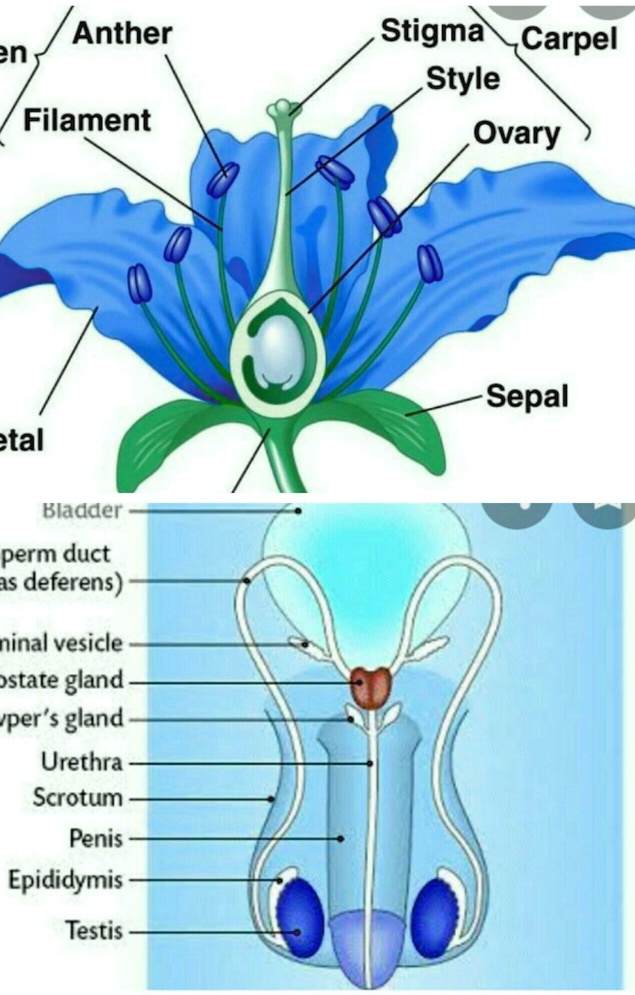 SOLVED difference between human male reproductive system and flower