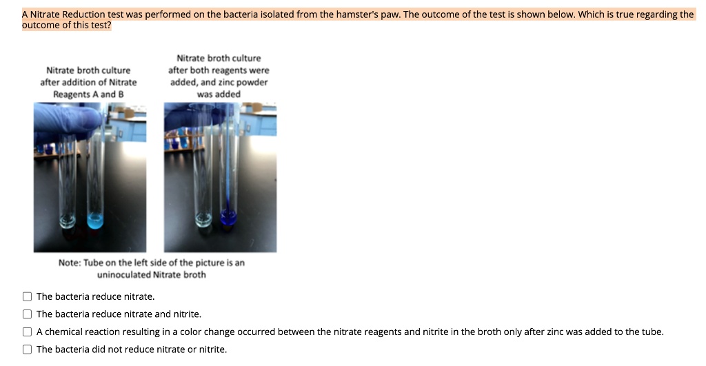 SOLVED Nitrate Reduction test was performed on the bacteria isolated