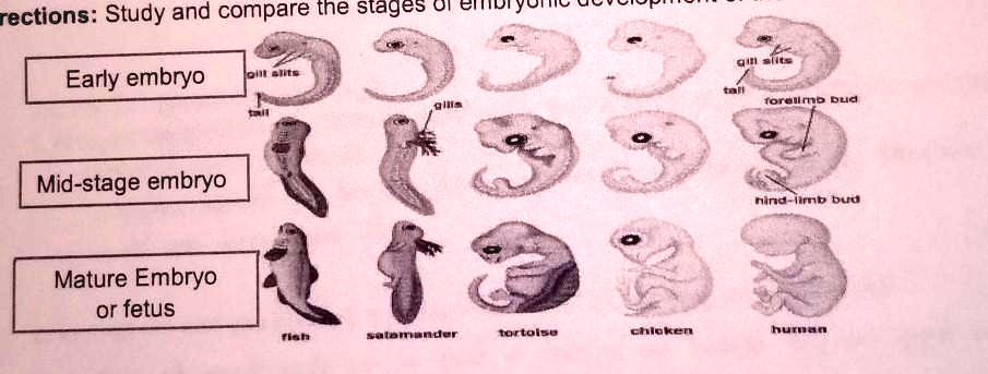 SOLVED Study And Compare The Stages Of Embryonic Development Of The 