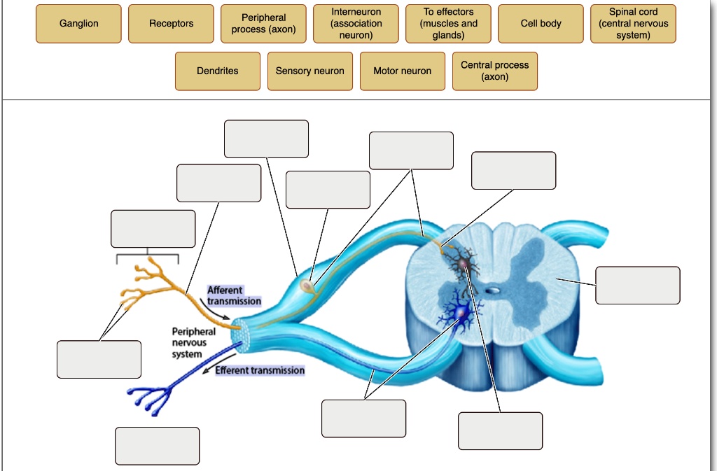 Peripheral process axon Interneuron (association neuron) To effectors ...