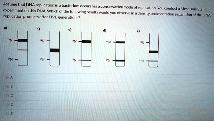 Assume that DNA replication in a bacterium occurs via a conservative mode of replication. You conduct a Meselson-Stahl experiment on this DNA. Which of the following results would you observe in a density sedimentation separation of the DNA replication products after FIVE generations?
a)
b)
c)
d)
e)
^14N
^15N
^14N
^15N
^14N
^15N
^14N
^15N
^14N
^15N
A
B
C
D
E
