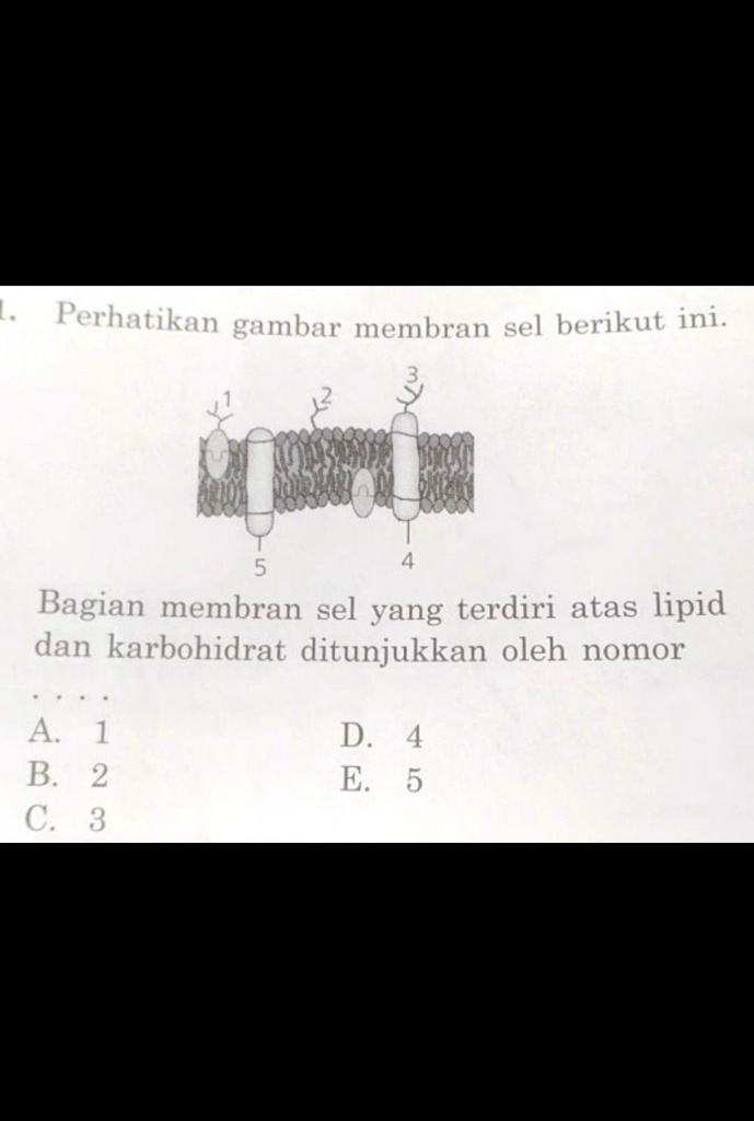 SOLVED: BAGIAN MEMBRAN SEL YANG TERDIRI ATAS LIPID DAN KARBOHIDRAT ...