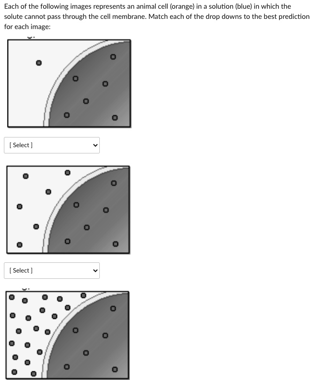 SOLVED: Each of the following images represents an animal cell (orange) in  solution (bluc) in which the solute cannot pass through the cell membrane  Match each of the drop downs to the