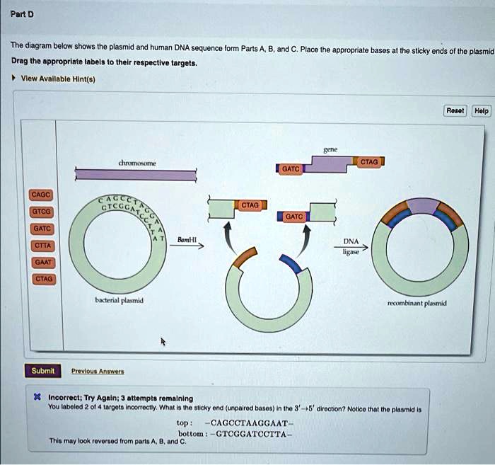 SOLVED Part D The diagram below shows the plasmid and human DNA sequence from Parts A, B, and C